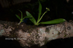 Polystachya flavescens